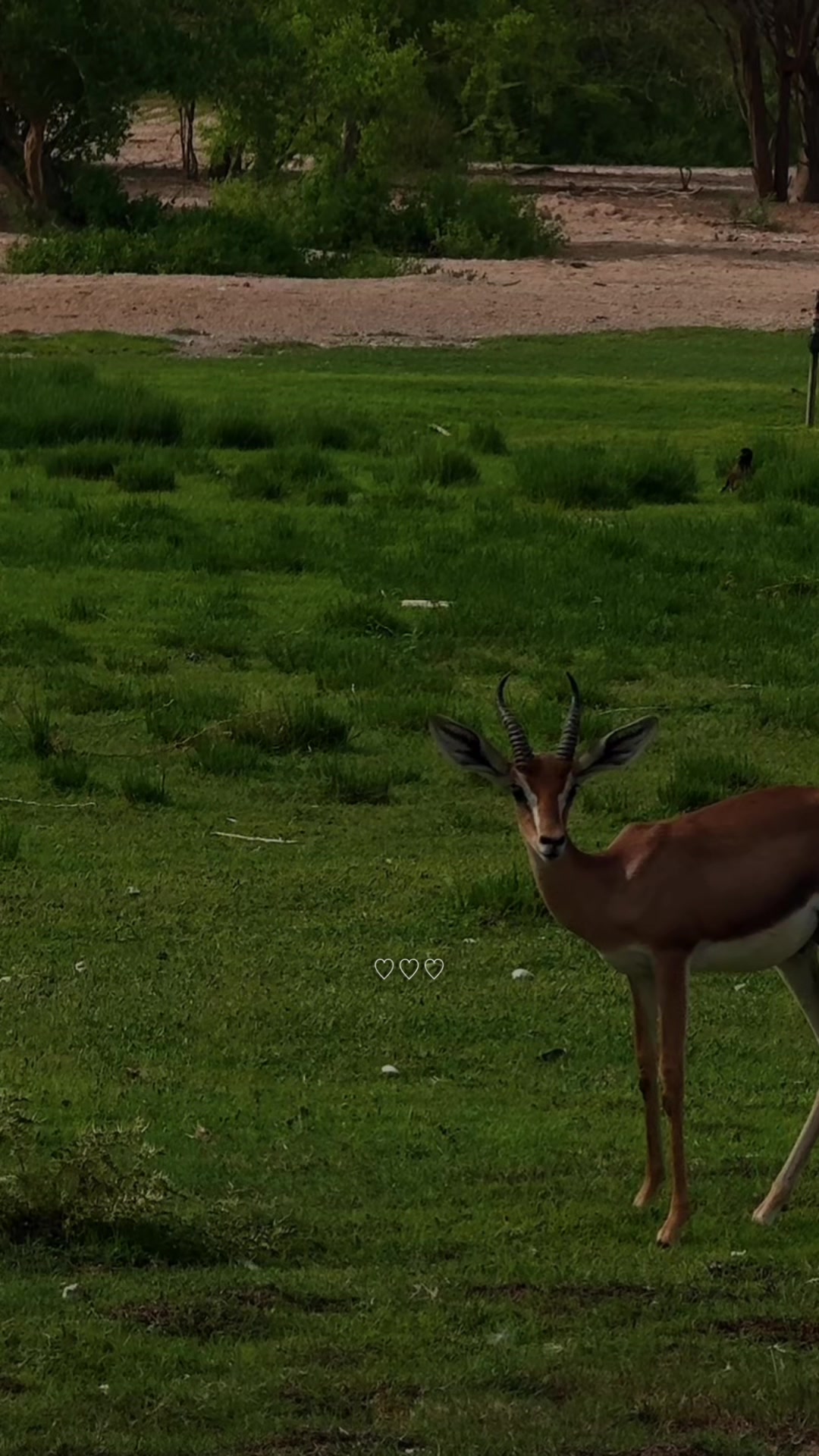 @﮼غزال🦌