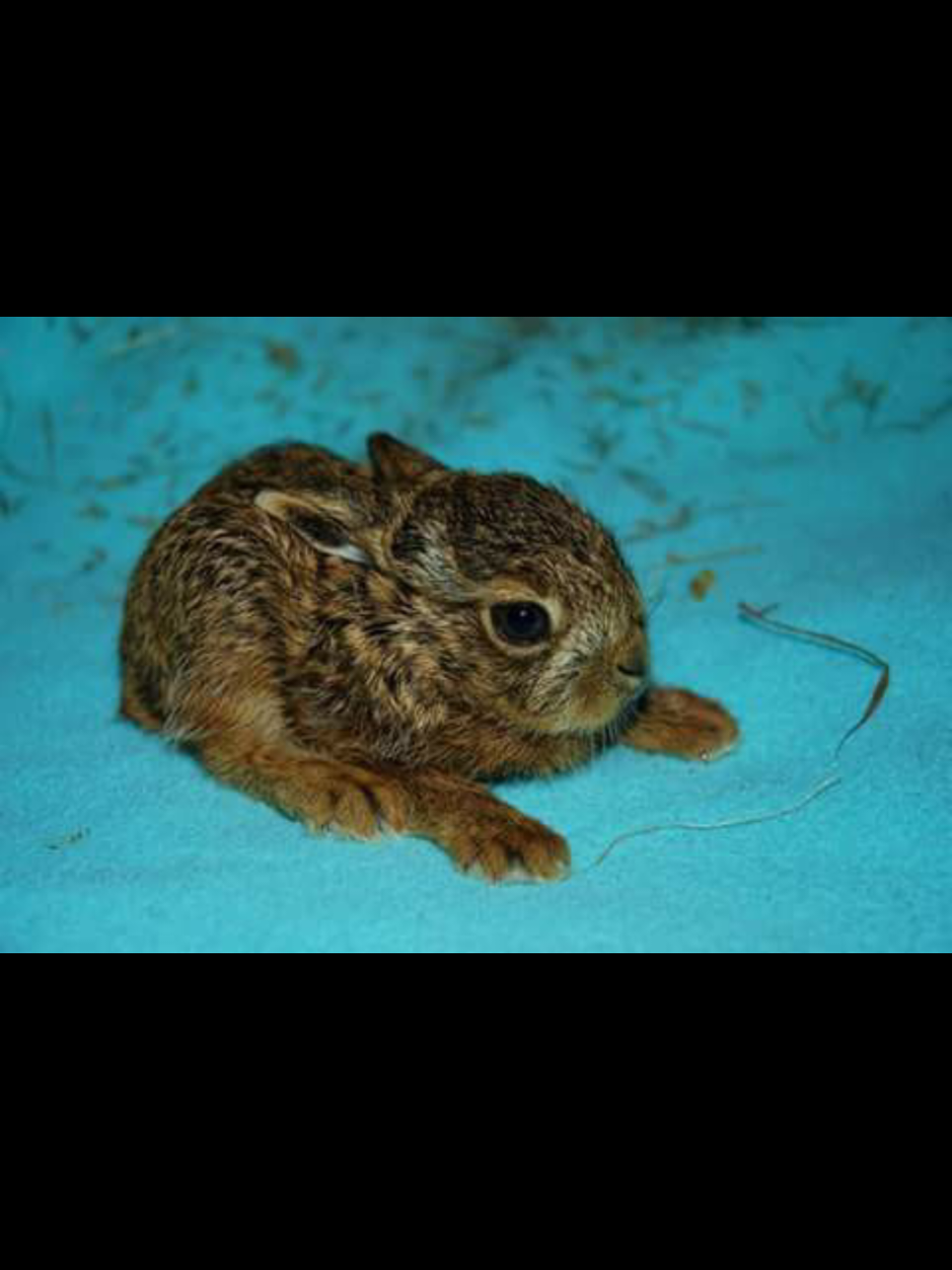 @I like bunnies