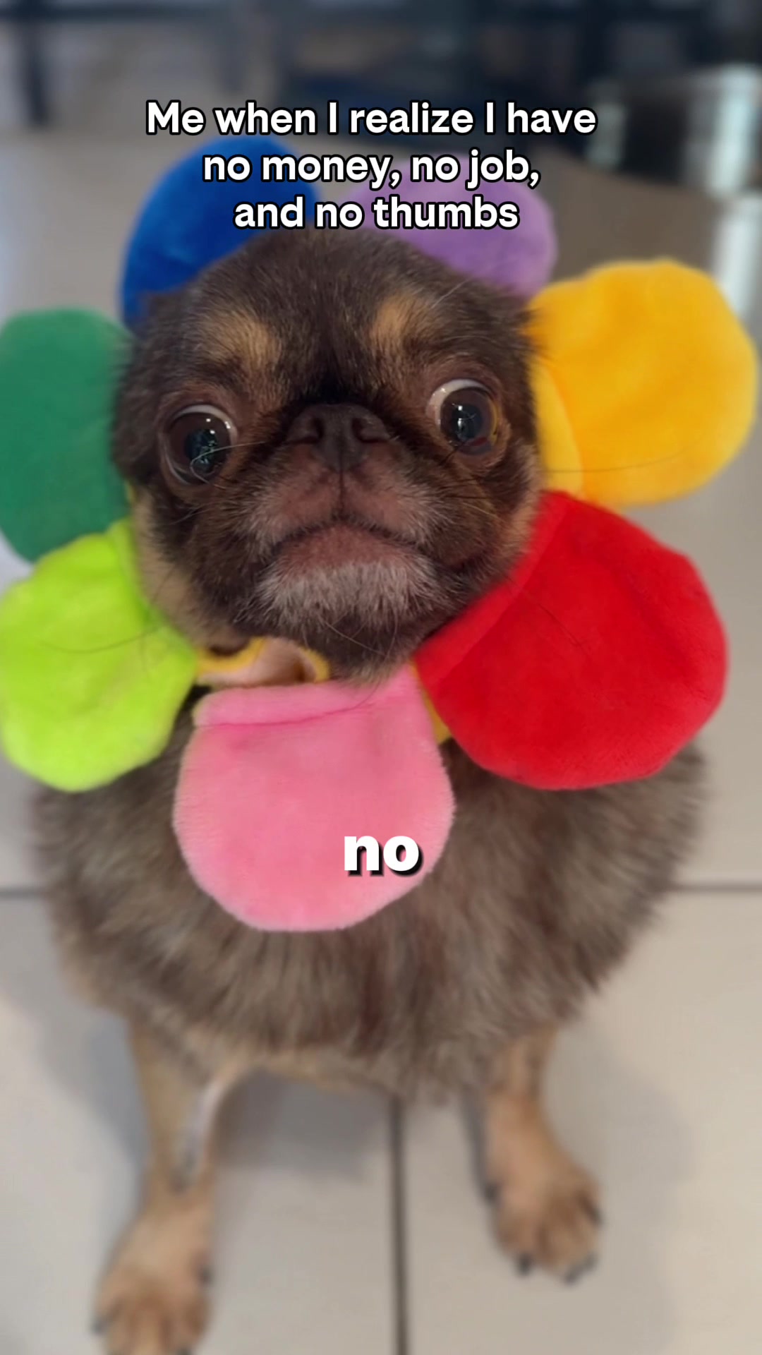 @ChilliThePug