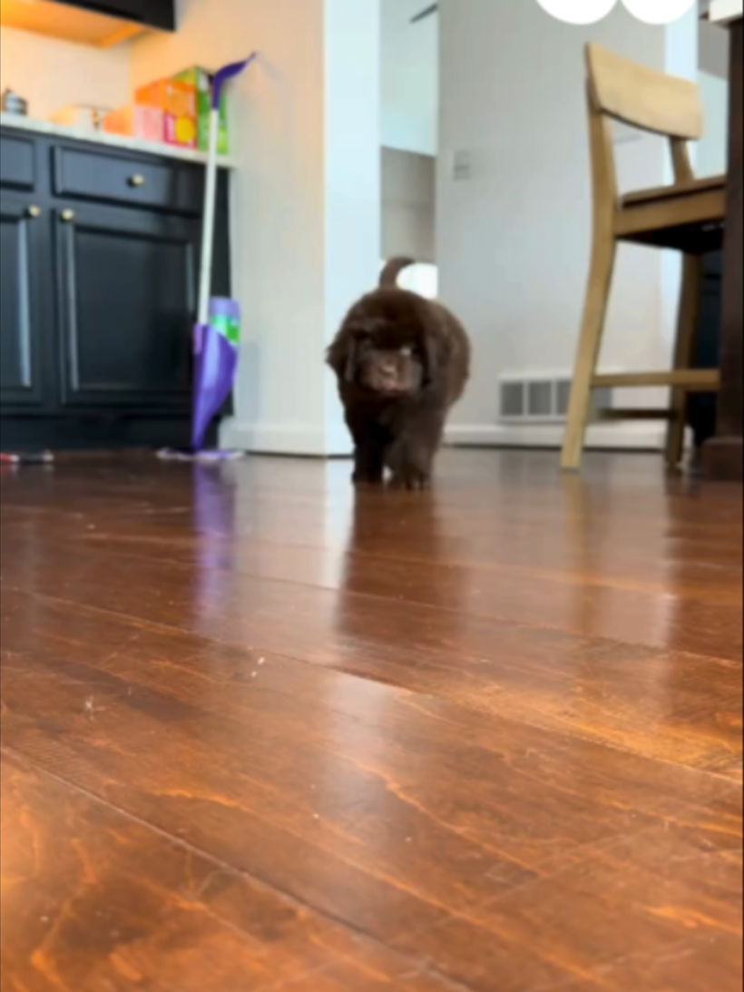 @WoofWoofTV