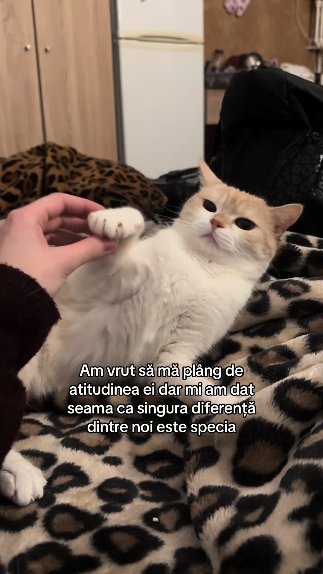 @Ramona Lupu