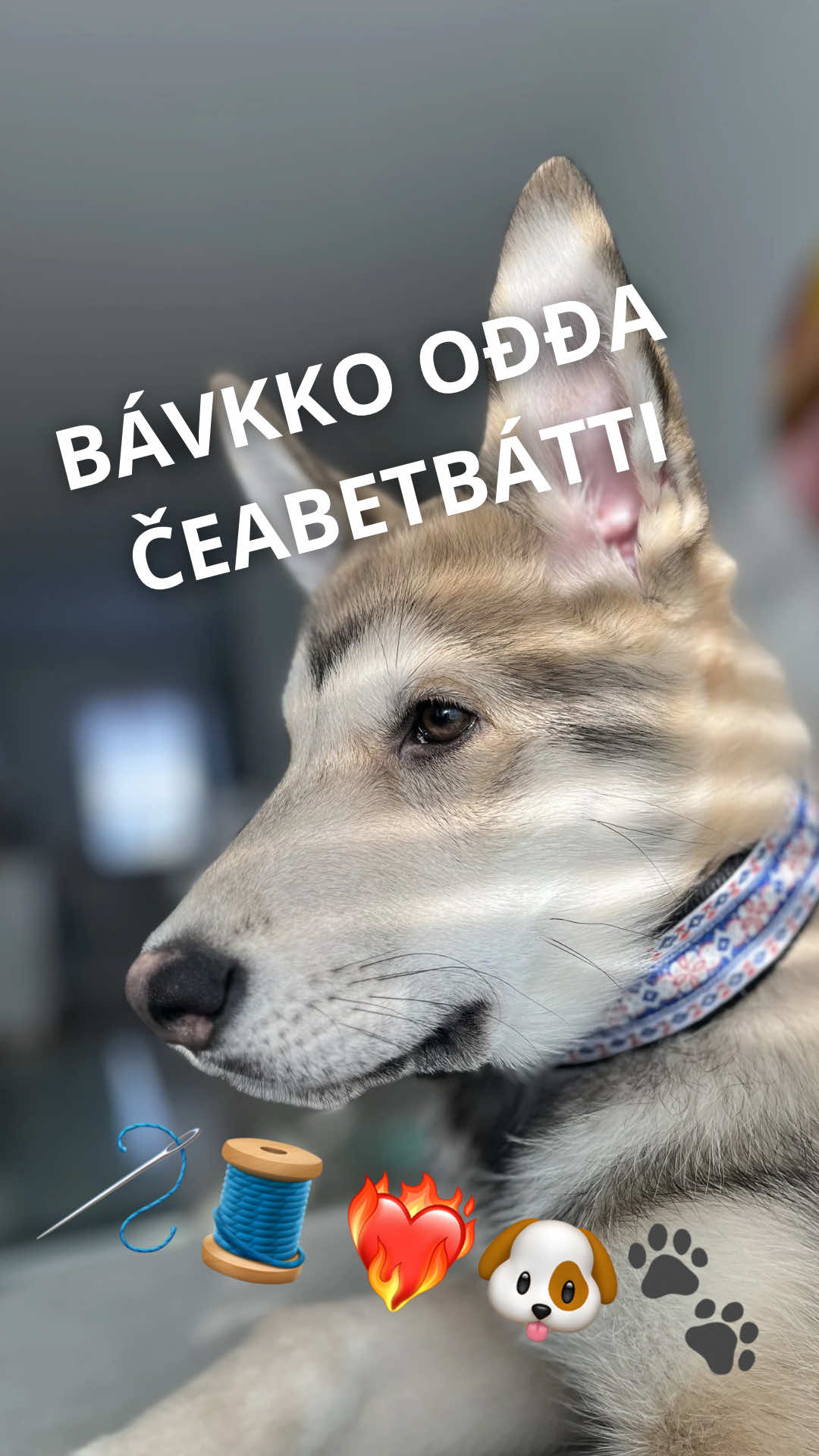 @ylesohkaršohkka
