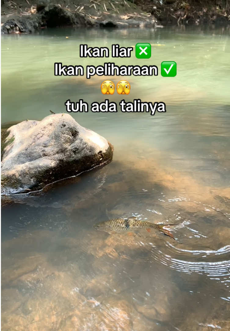 @Bang Fajri 🎣