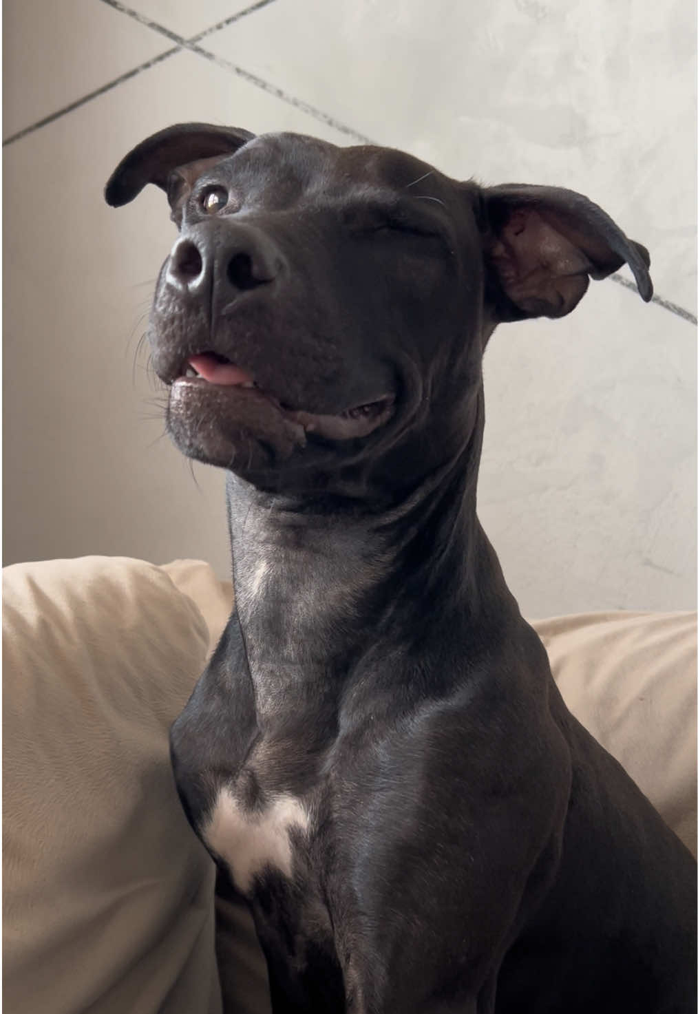 @Doti_Tora_Pitbulls