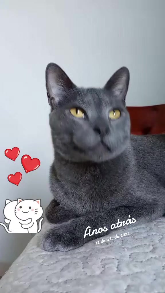 @O GATO ZEZ&Eacute;