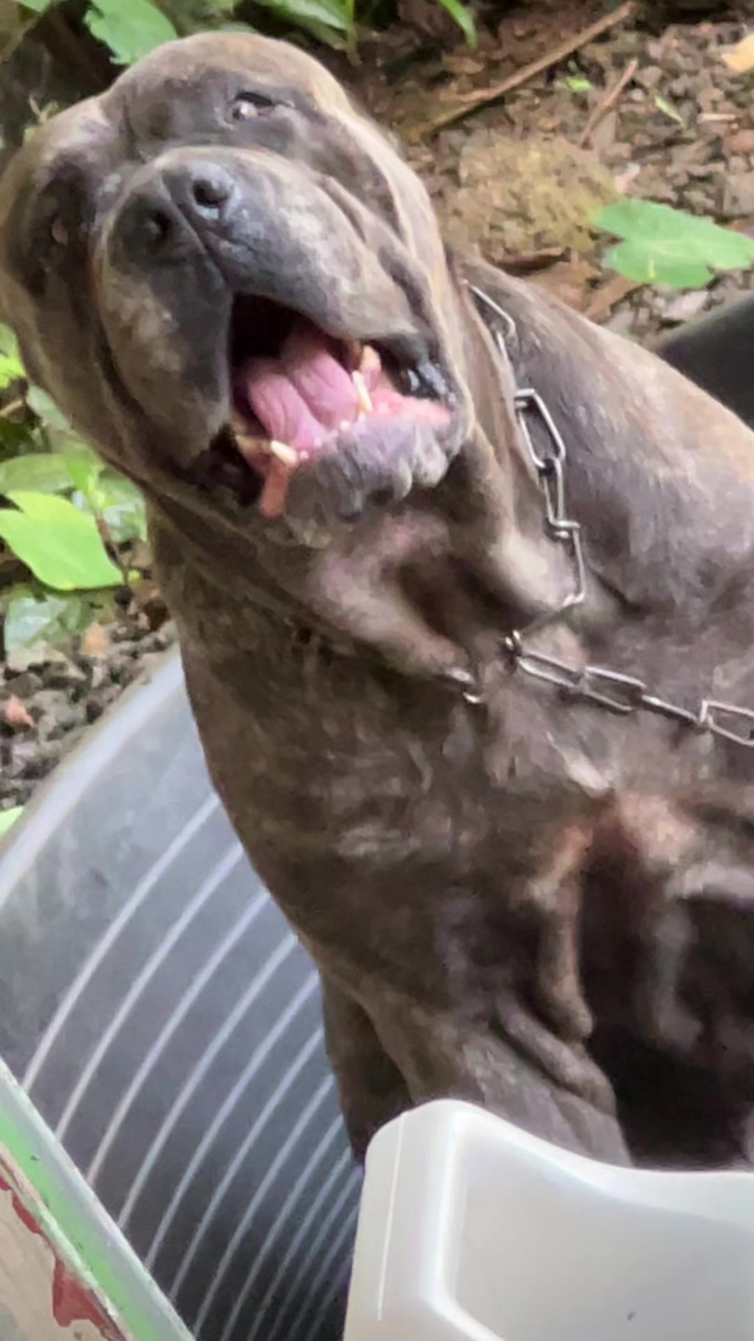 @Mafiacanecorso