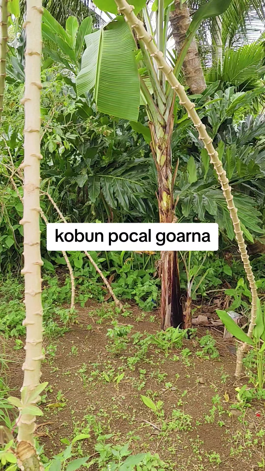 @petani kecil ujung tapsel