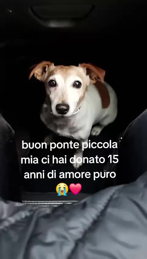 @angelicaa 2021