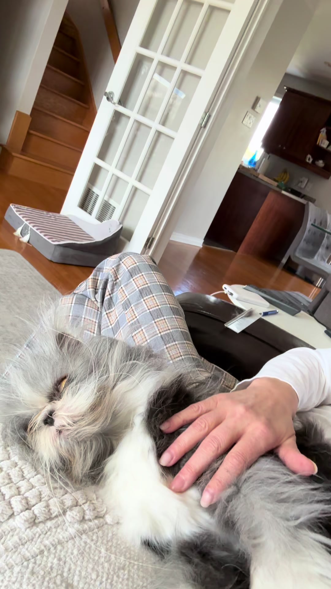 @atchoumthecat