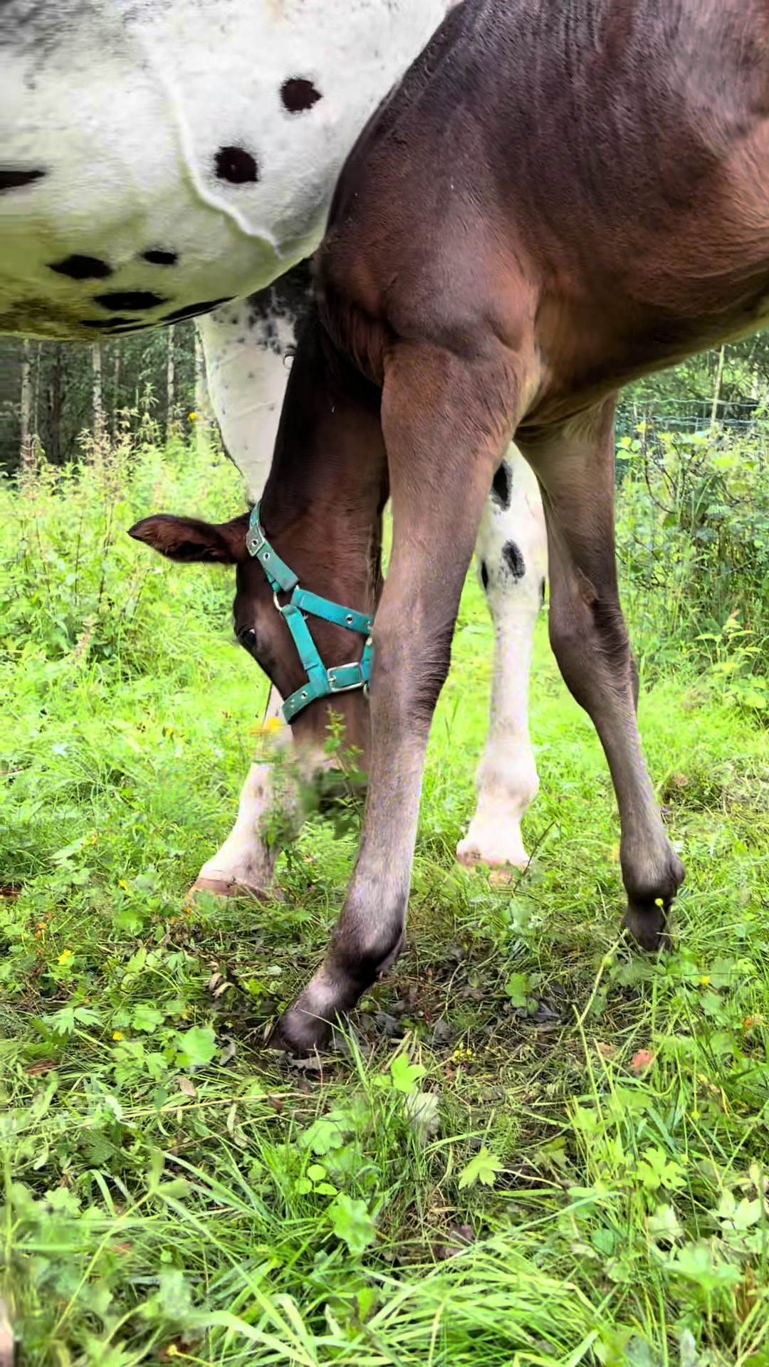 @Koivuniemen talli 🦄