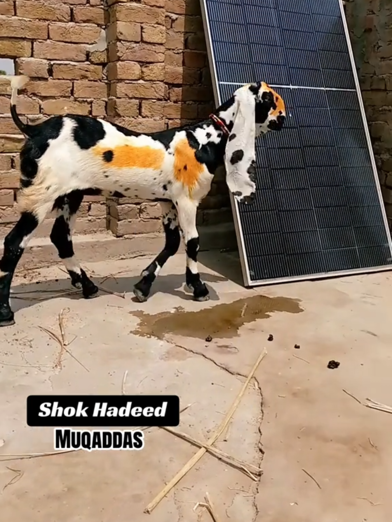@𝕄.𝔾.𝔽