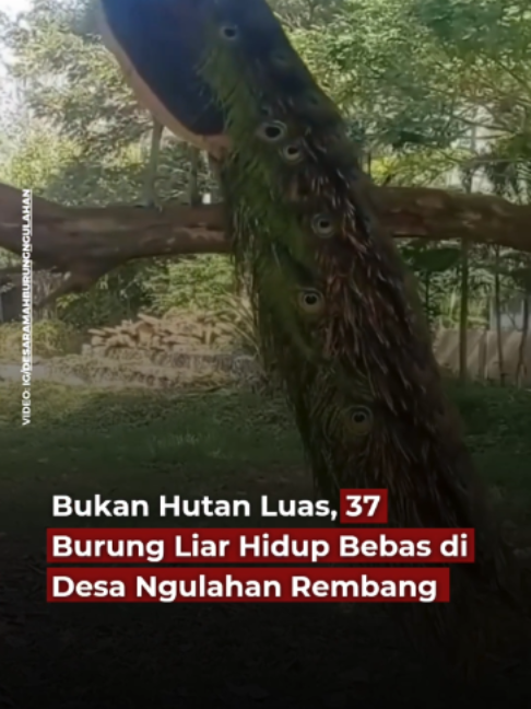 @Koran Jakarta