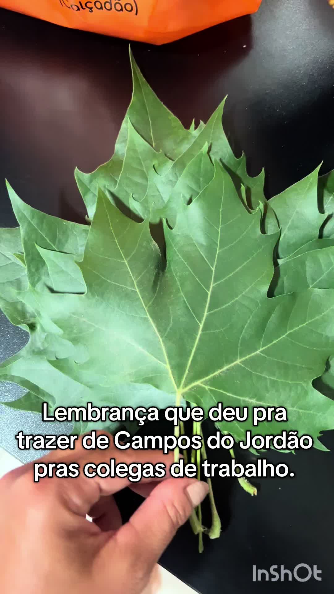 @ALINE&ensp;LOSQUEE