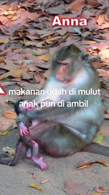 @babah zikri