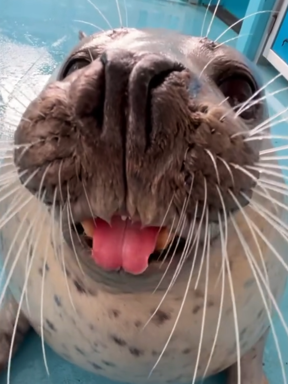 @🩷🎀 seal 🦭🩷