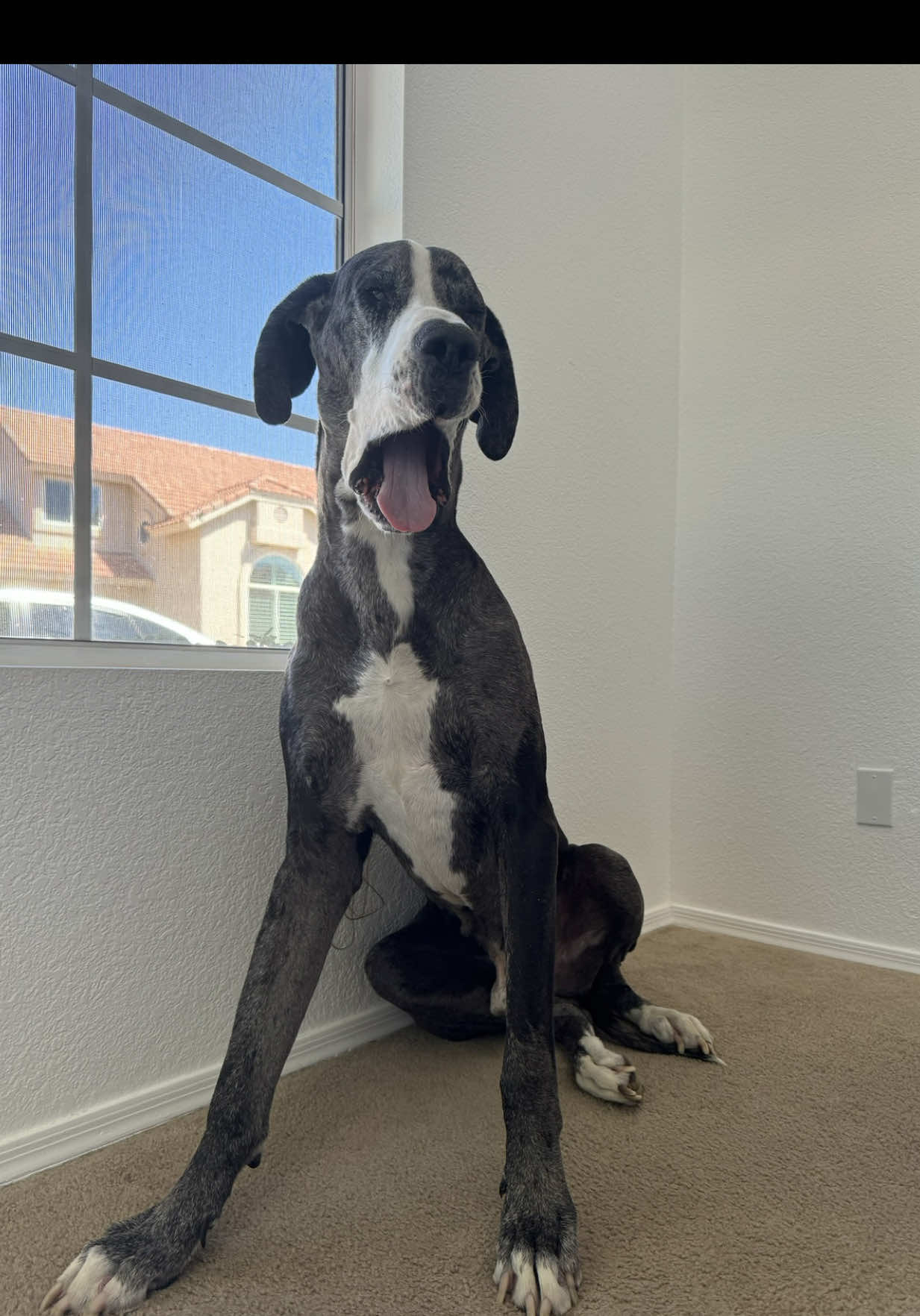 @Linkin the Dane