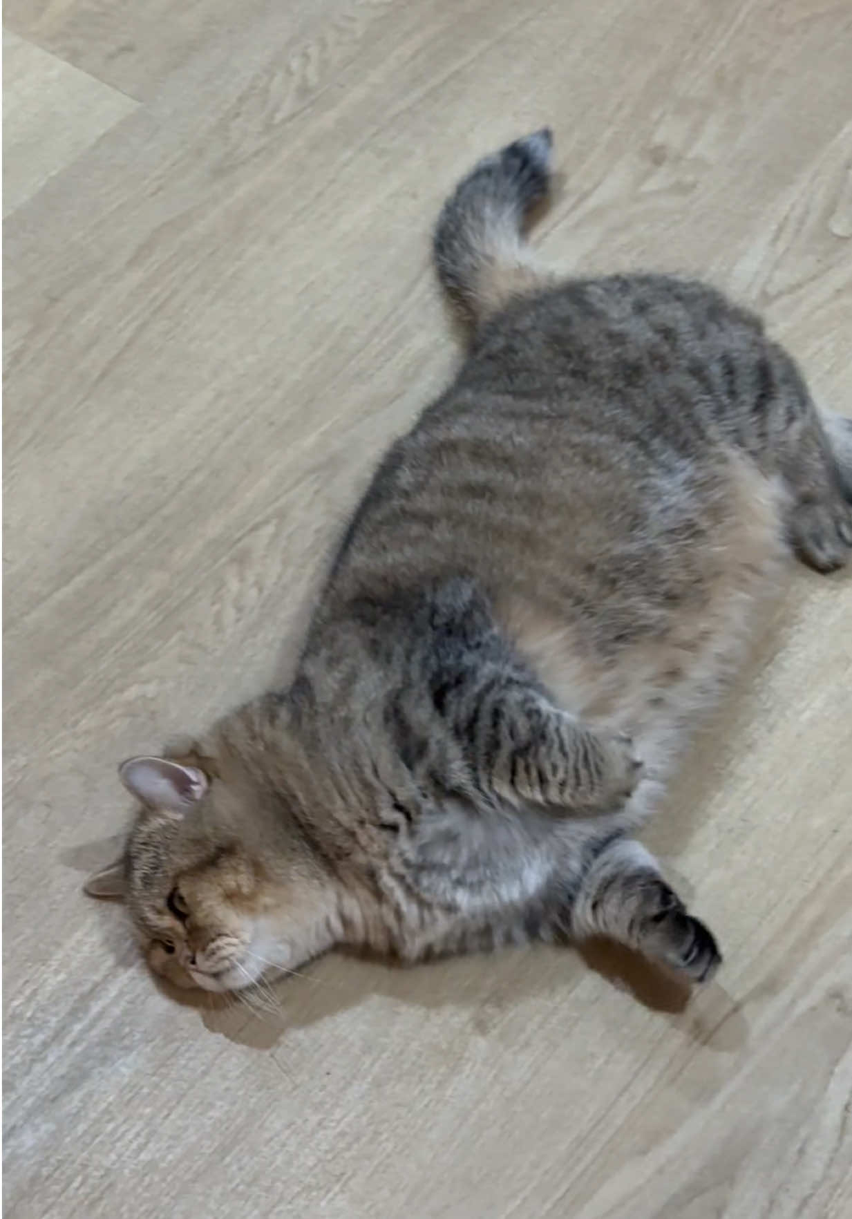 @แมวถังแก๊สชอบกลิ้ง