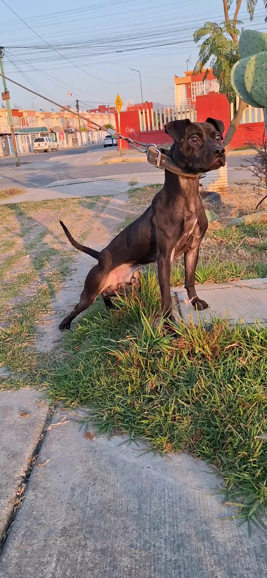 @TrueGamedogsMx214420