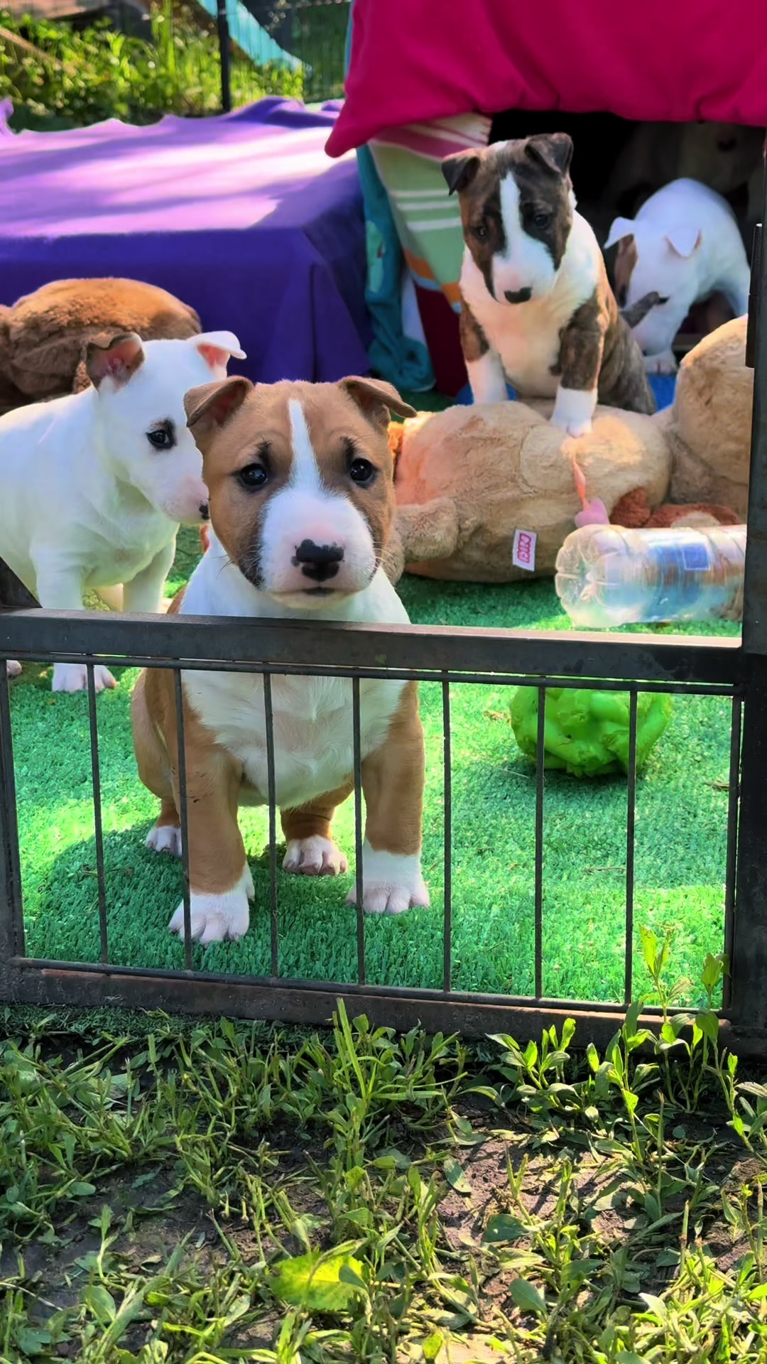@Terra_Viva_minibullterrier
