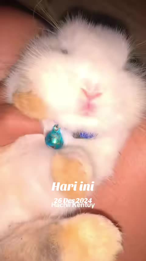 @STR Bunny✨