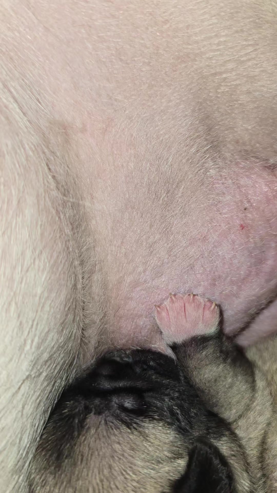 @Lizzylapug🐶🌸