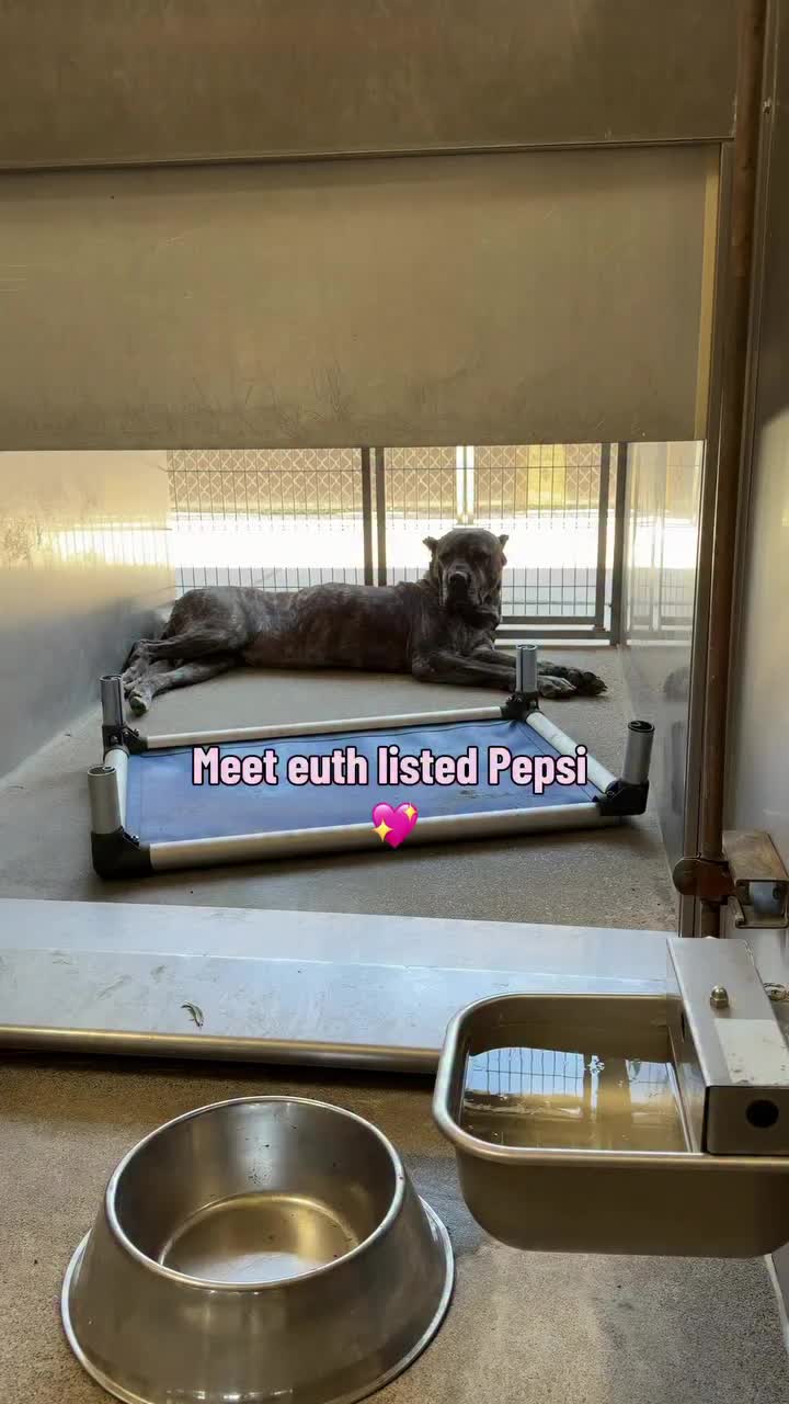 @Cane Corsos