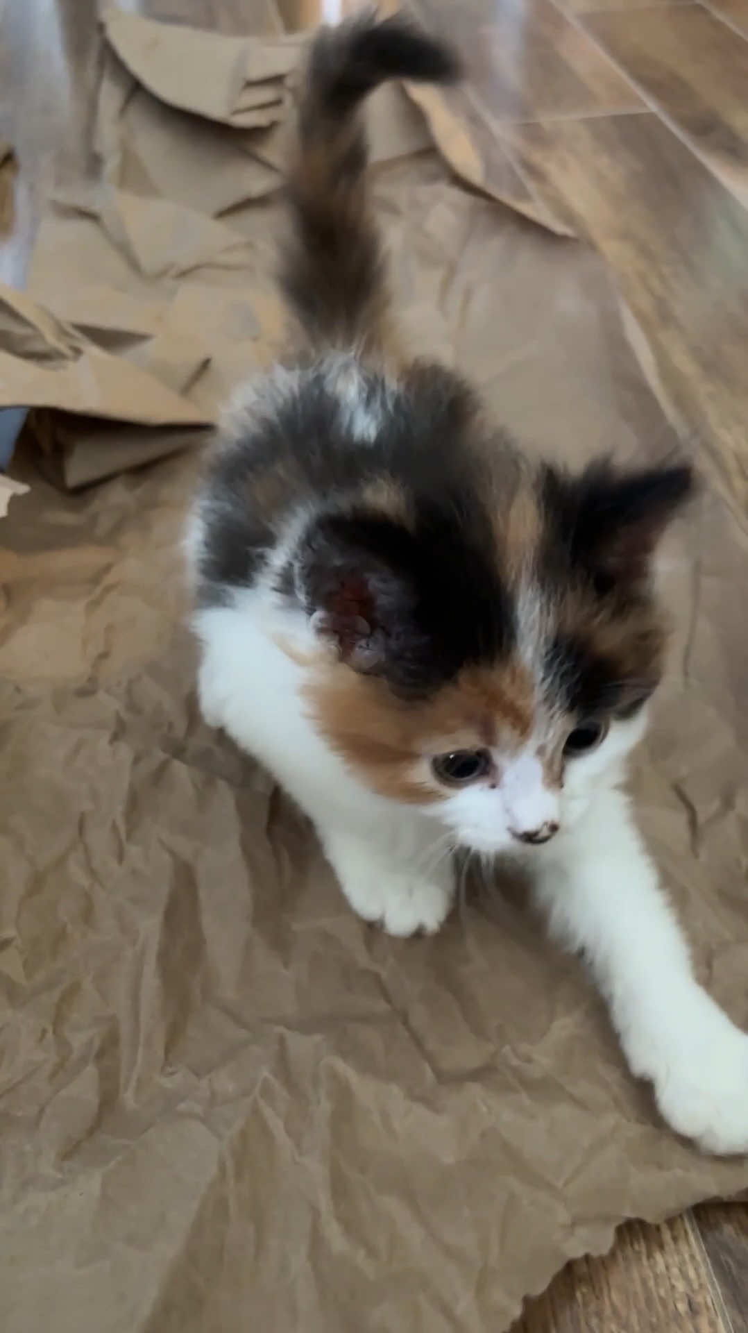 @The Oreo Cat