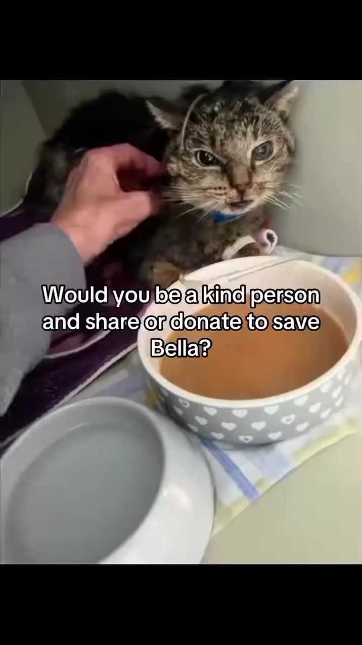 @united Stray haven