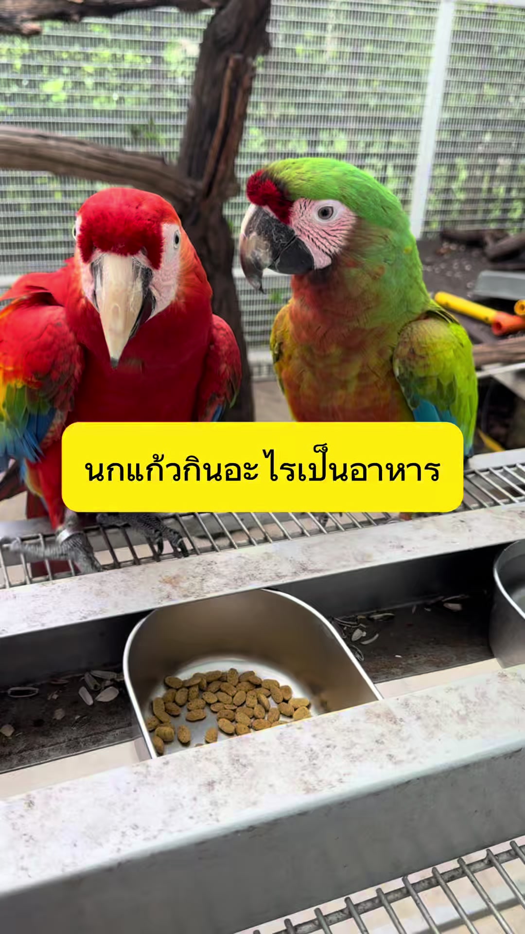 @WelovepetsbyPamornchaiSupply