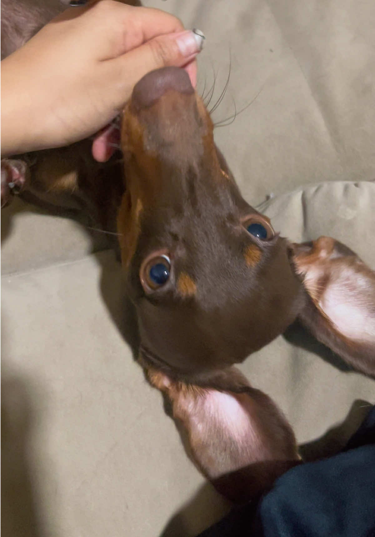 @ไนร่าไอติมยูนิ🐾Mini dachshund