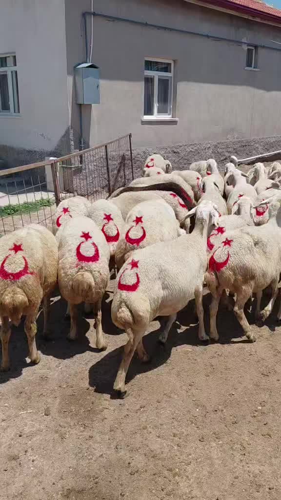 @Ramazan Gültekin