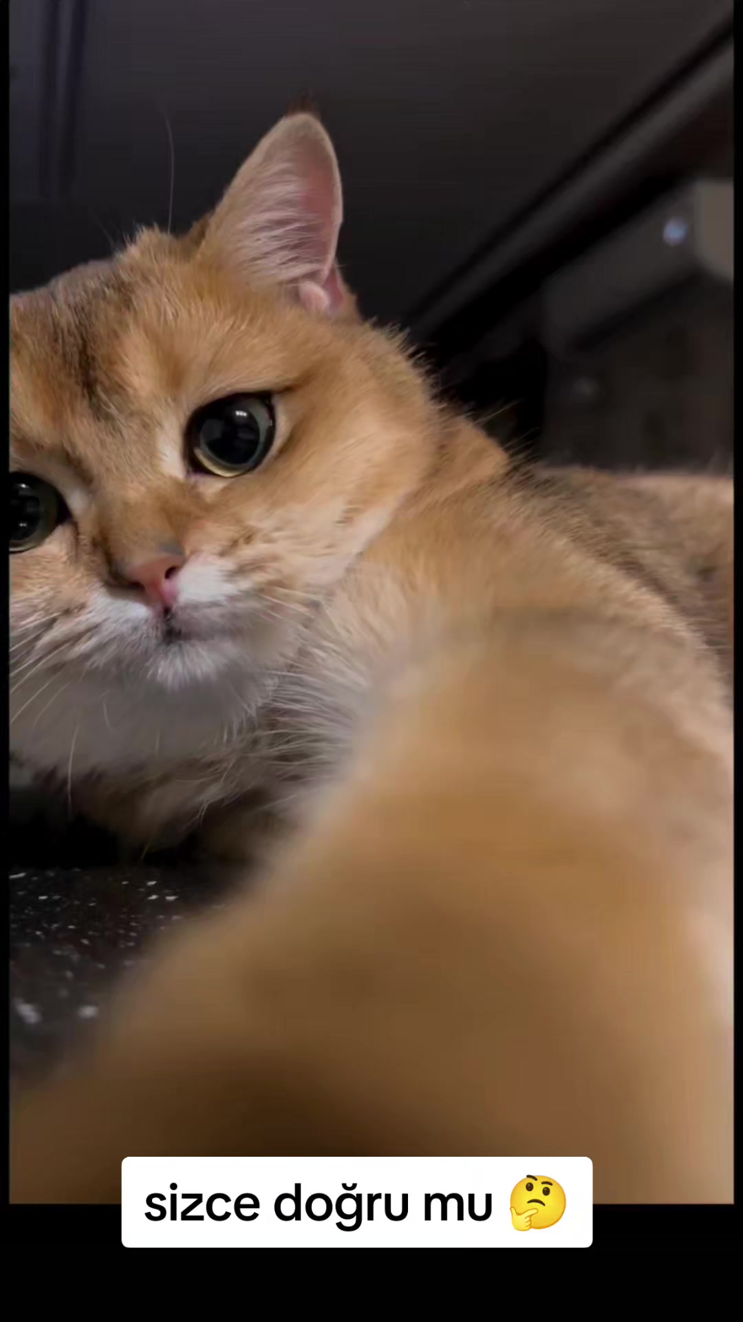 @gamzeli kızı 😊 minnoşlari