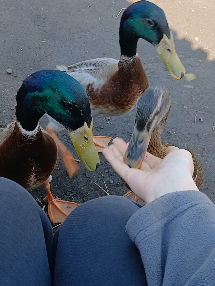 @Kaczogr&oacute;d u Milki🦆🦆🦆🦆
