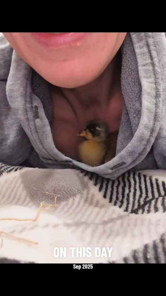 @Mother Duckers Homestead