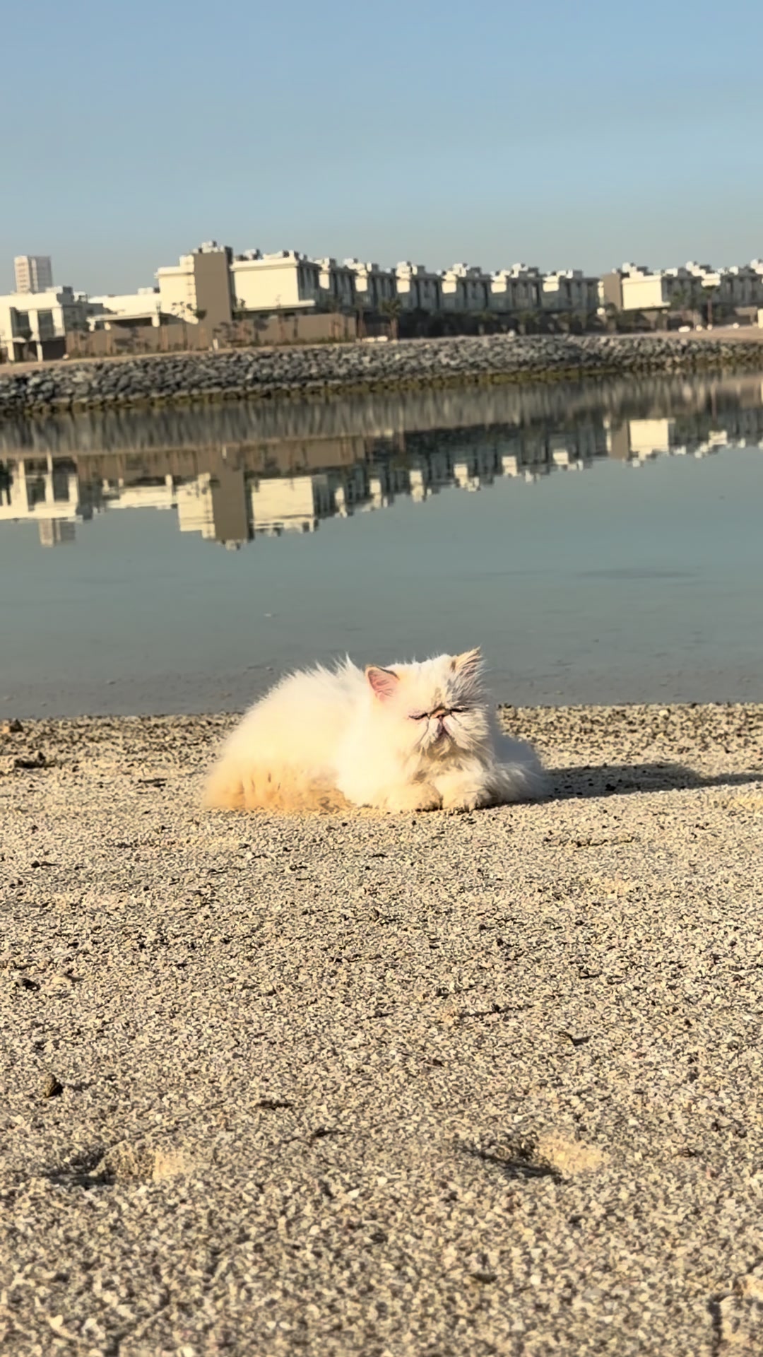 @thezenkitty