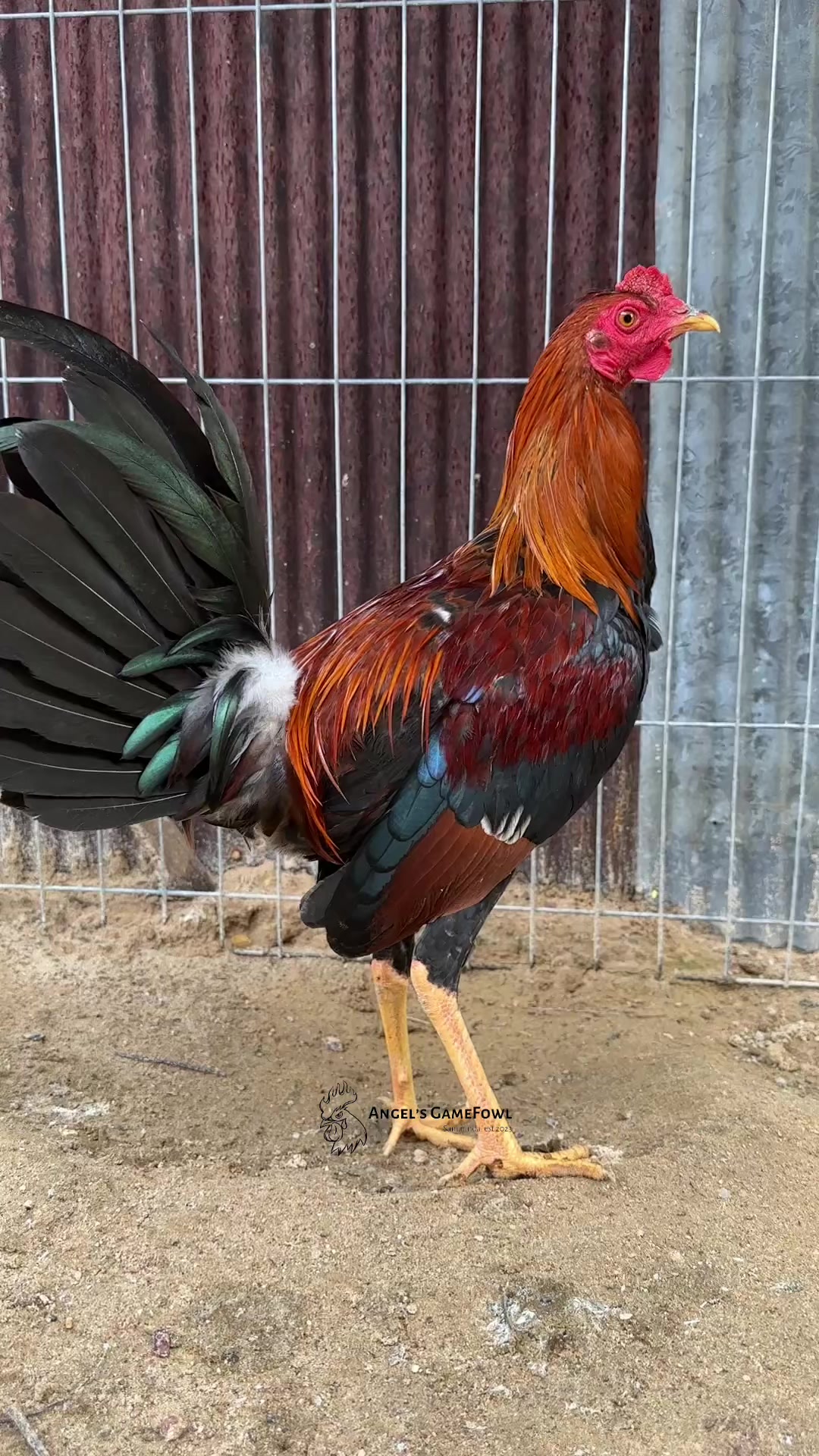 @angelsgamefowl88