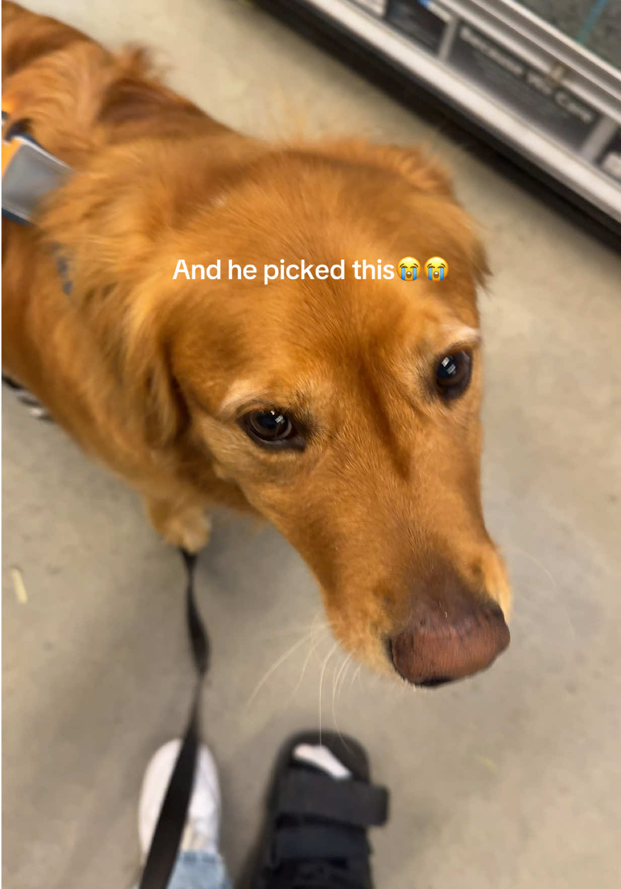 @Bentley the Spicy Golden🌶️