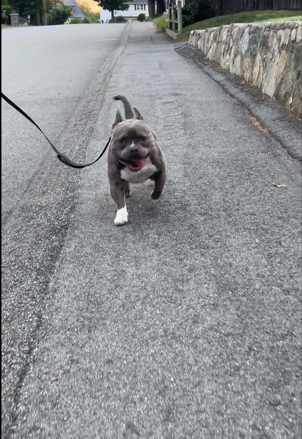 @Gunner | Pocket Bully