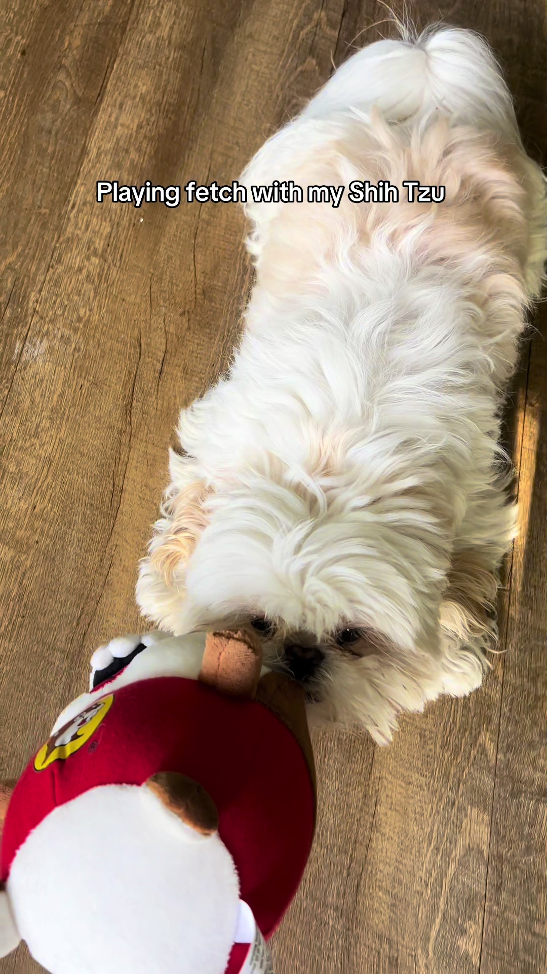 @Hugh the Shih Tzu