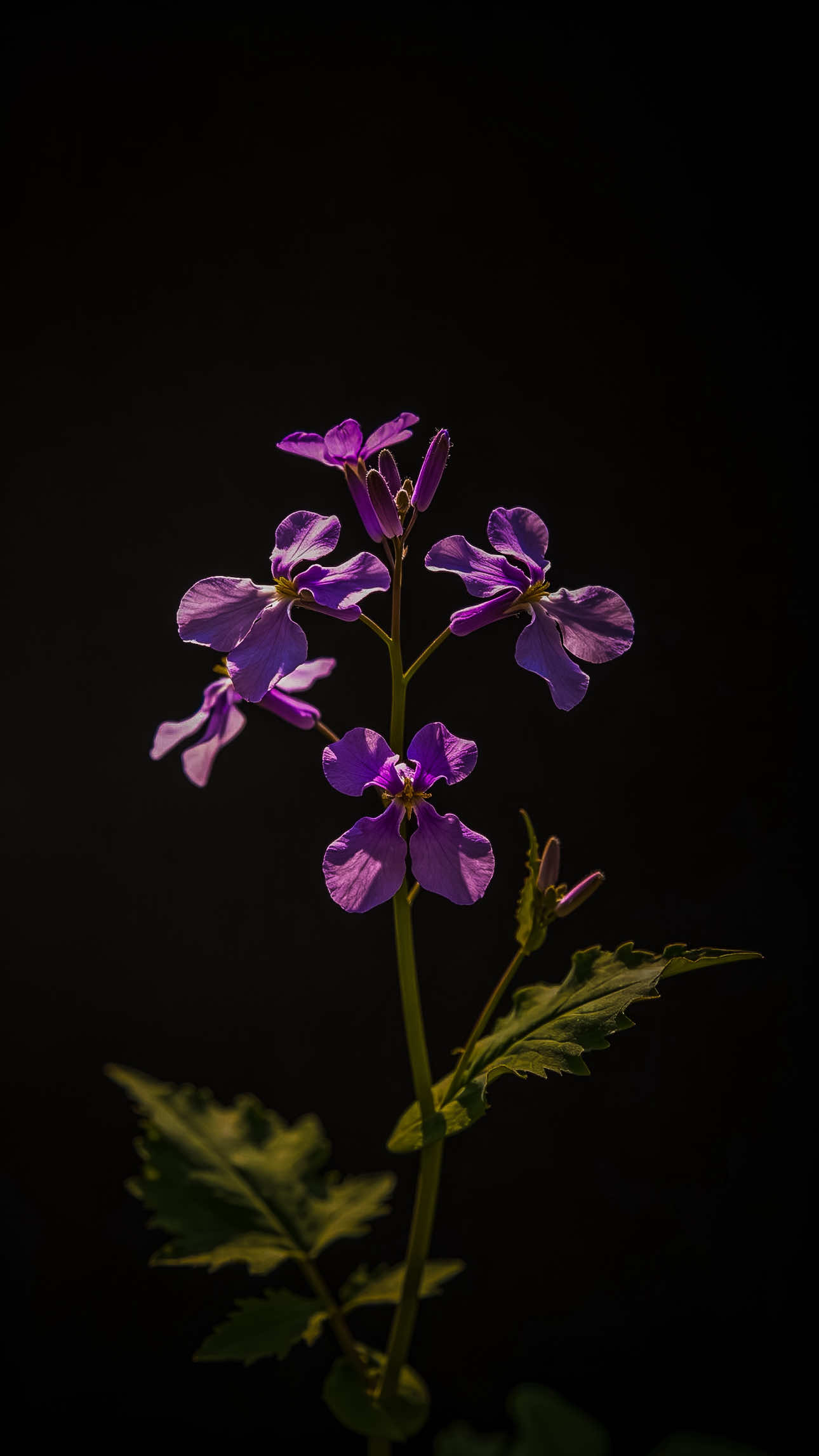 @𝑻𝒂̂𝒏 𝑻𝒉𝒊