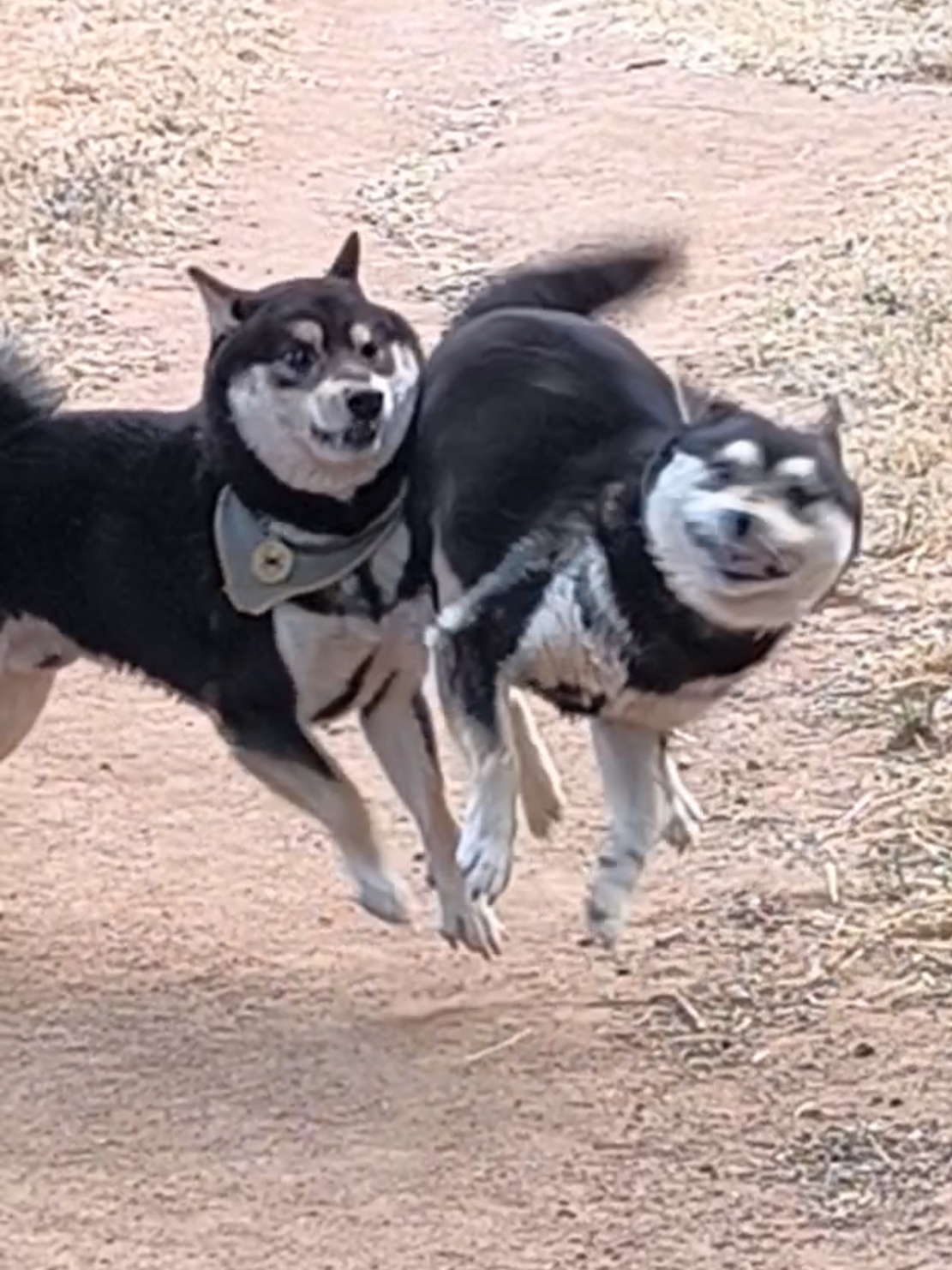 @Demona's Hellhounds Kennel