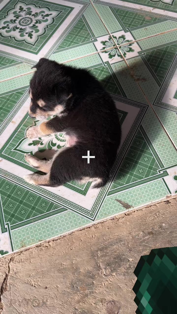 @Pet❤️🔥