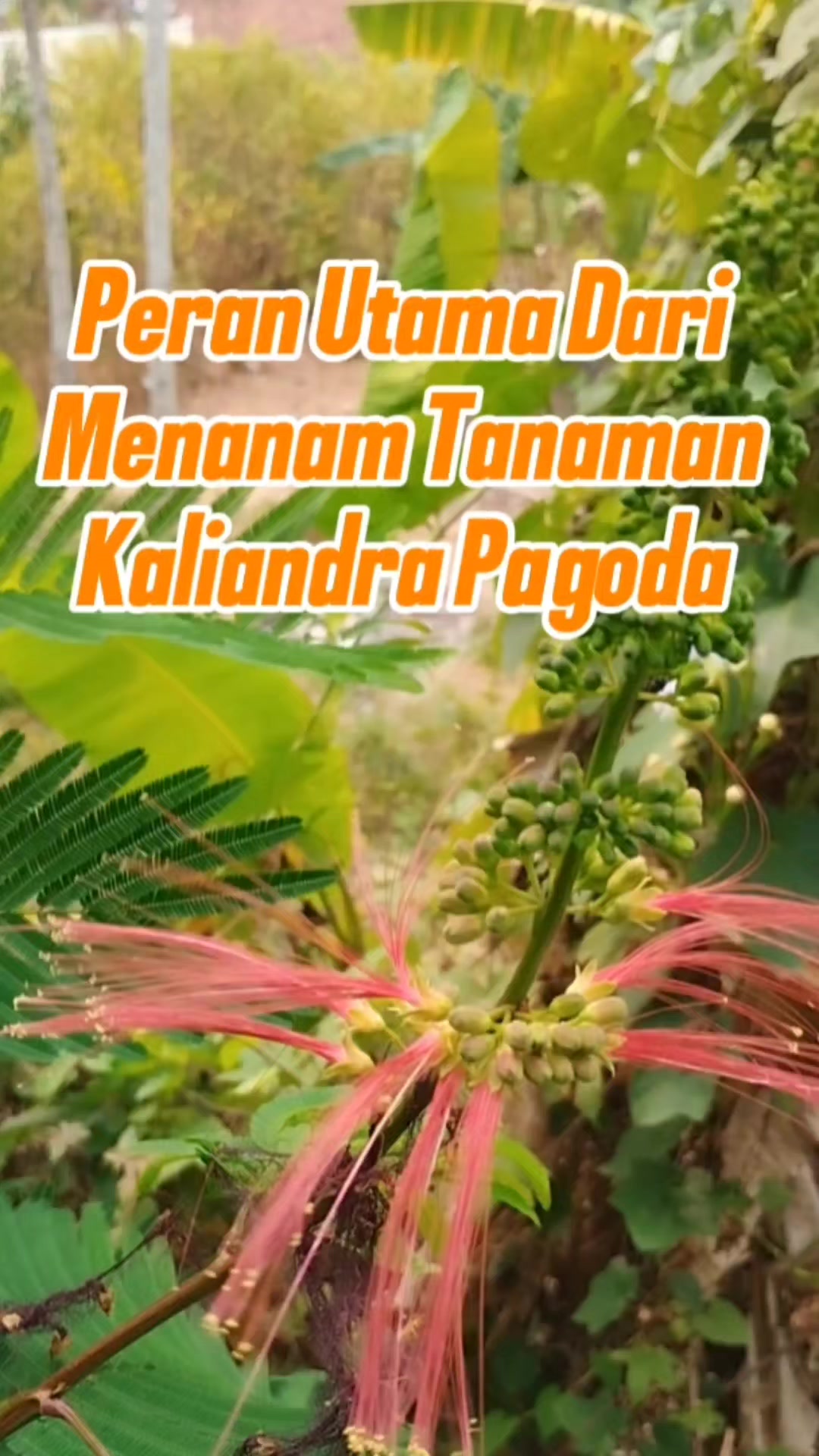 @Bukit Farming