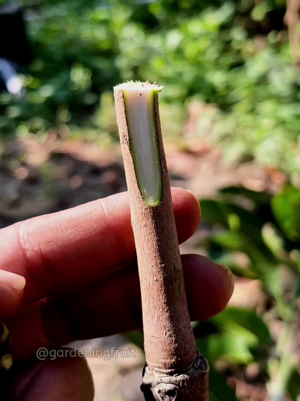 @GardeningFruits
