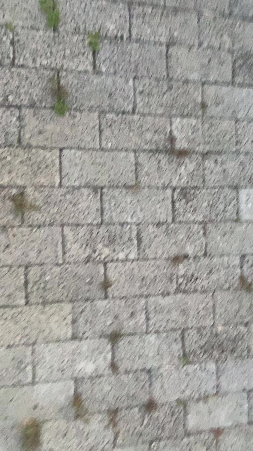 @engeliemateo