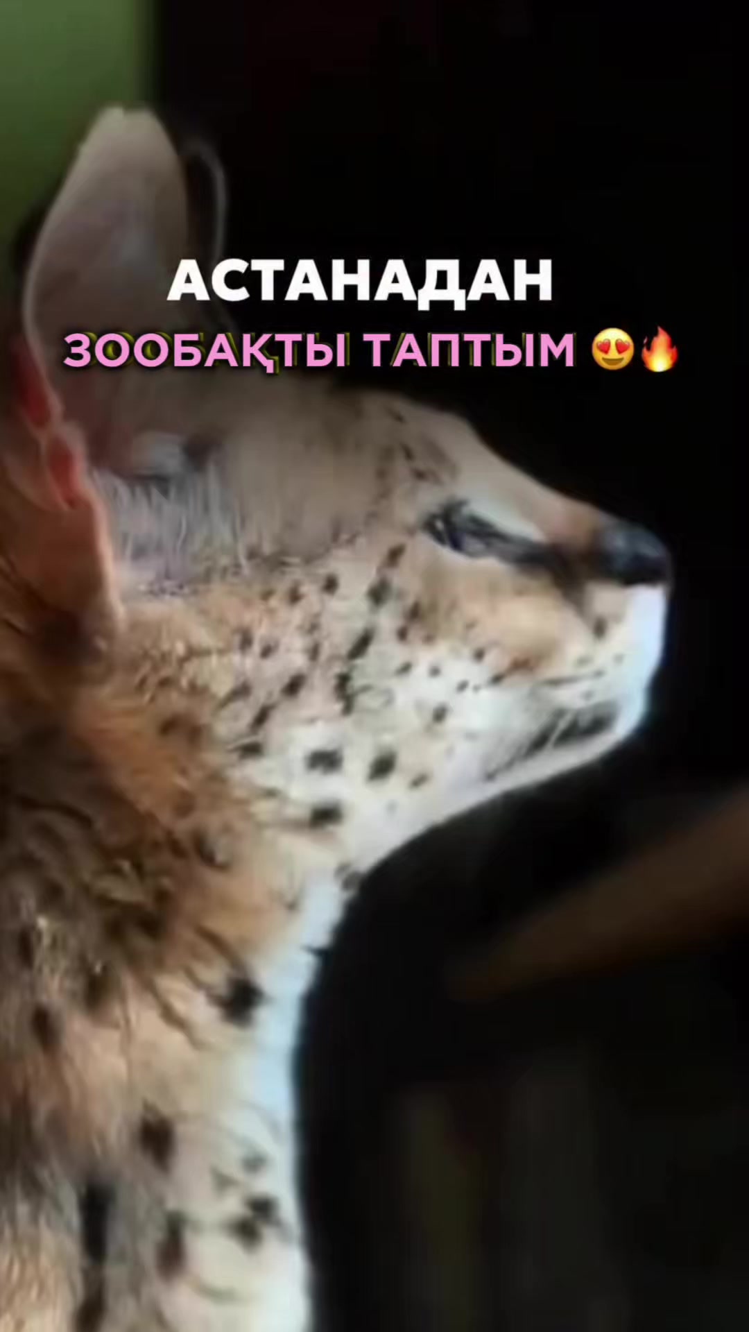 @zhaan.erke_obzor