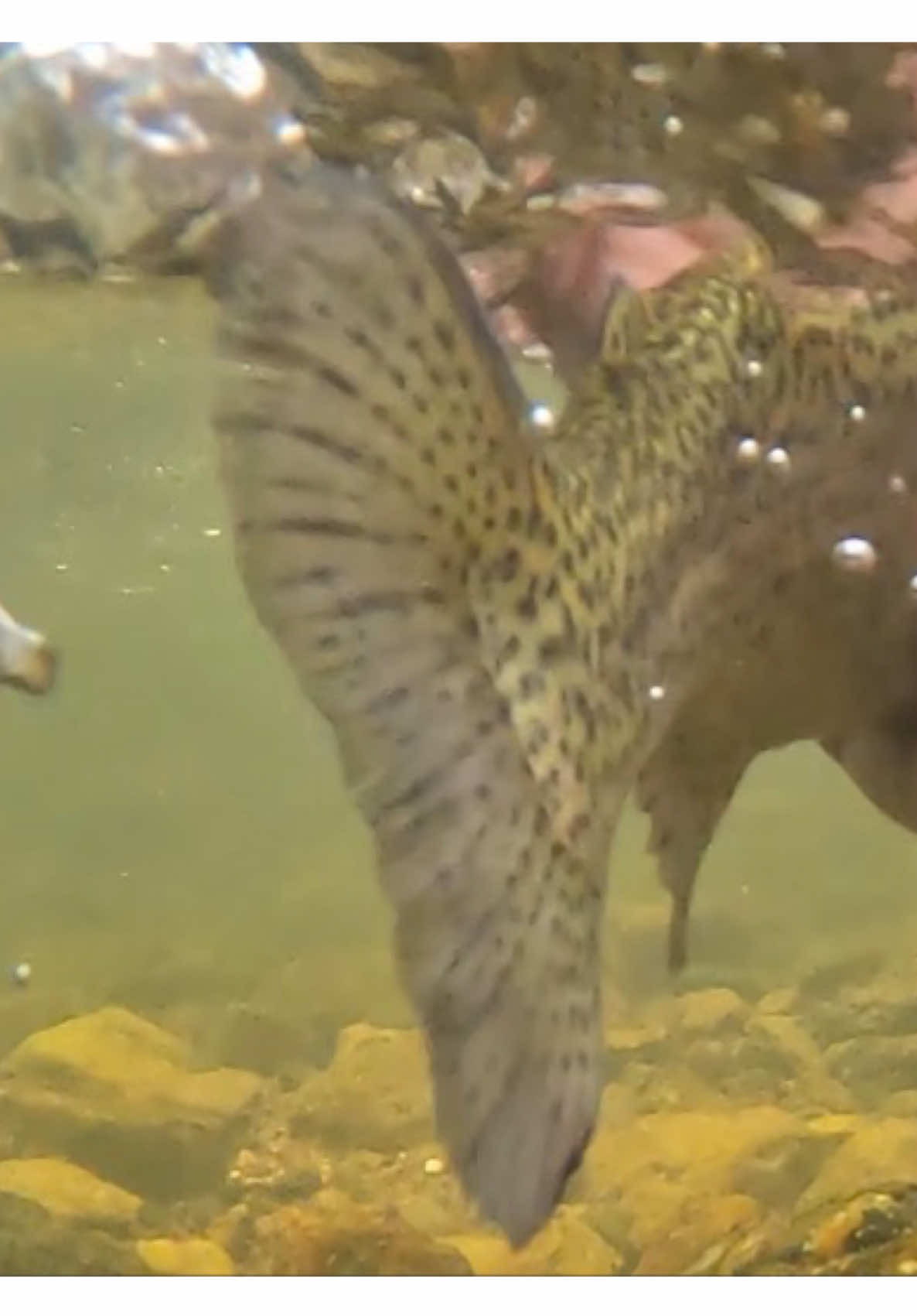@FlyFishDelawhere