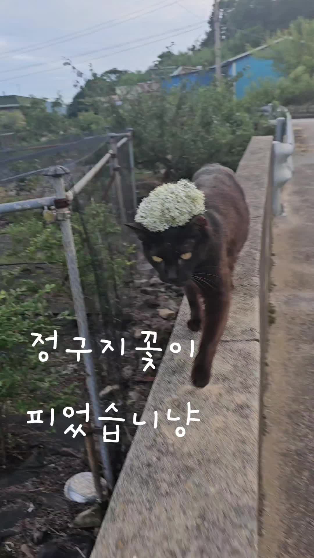@검은고양이 터보