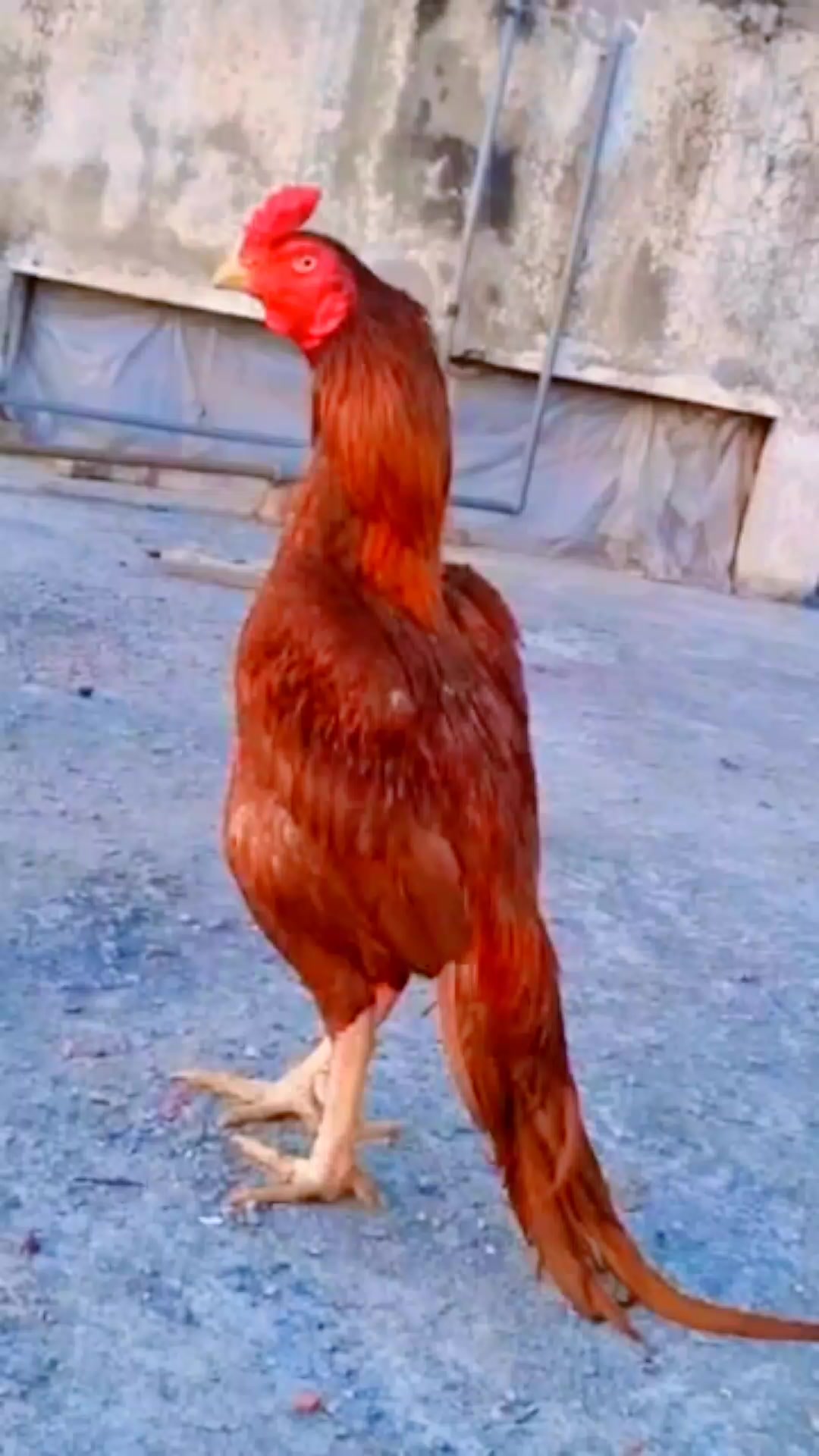 @A𝙞 𝙗𝙖𝙣𝙜𝙡𝙖