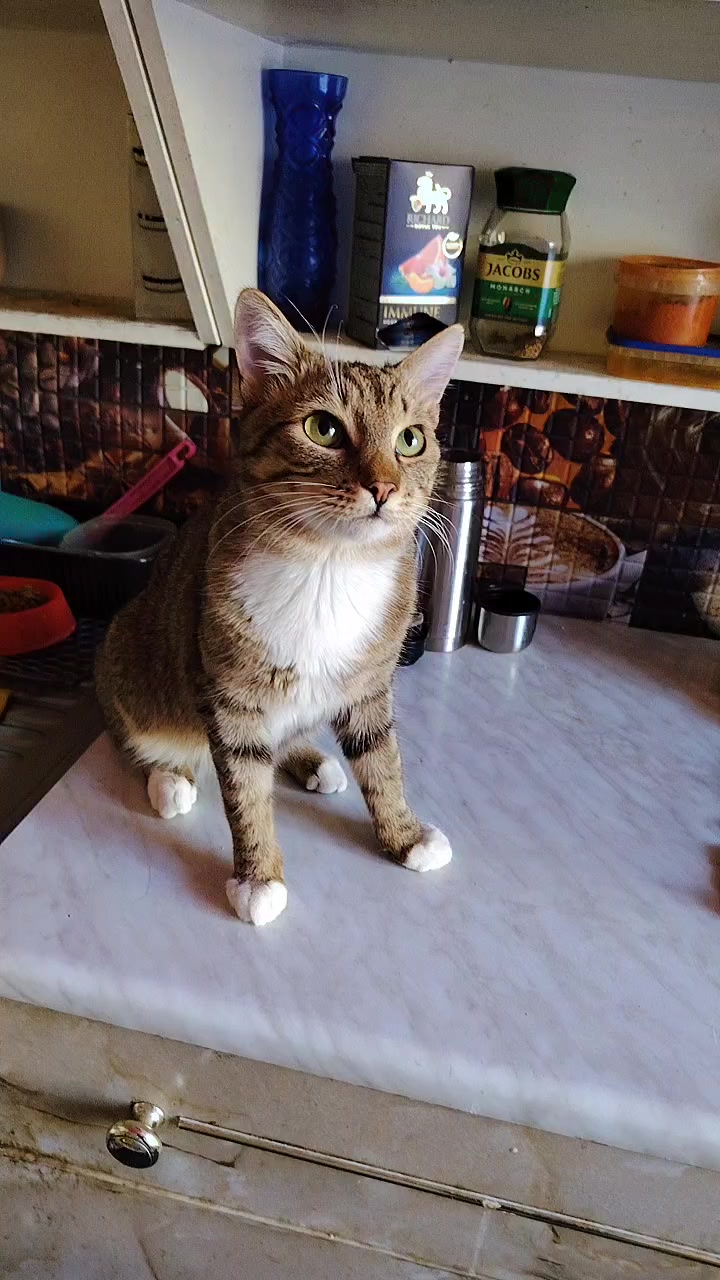 @3 друга 🦮🐱
